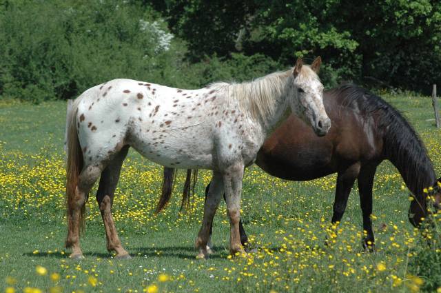 Pouliche OC père Appaloosa 100% Foundation, léopard.