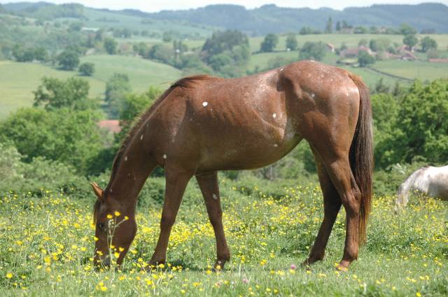 Pouliche OC père Appaloosa 100% Foundation, léopard.