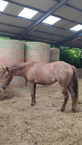 Pouliche OC père Appaloosa 100% Foundation, léopard.