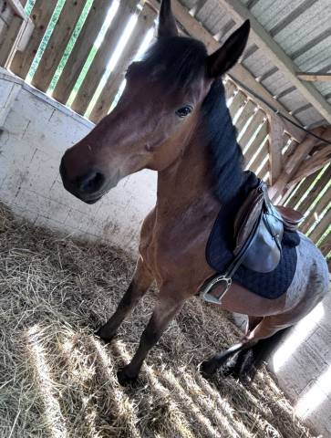 Tapis de selle réversible 