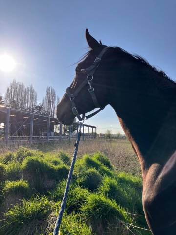 Demie pension cheval