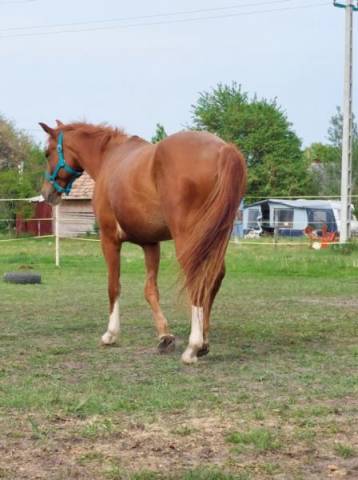 Super Quarter Horse 