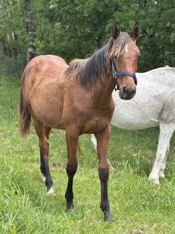Pouliche 