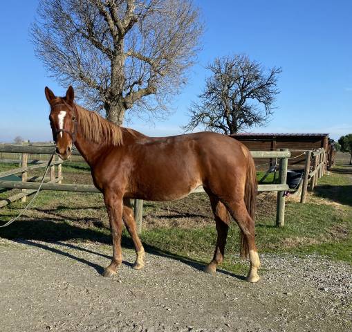 Jument selle français 5 ans  