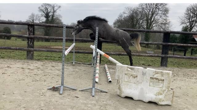 Femelle 3 ans pfs debourrée