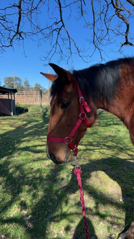 Jument Trotteuse 5 ans