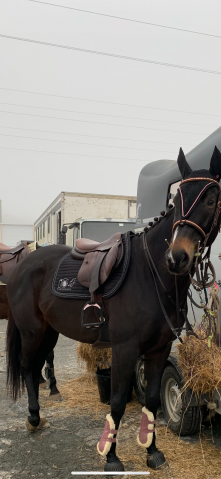Selle forestier Séoul 