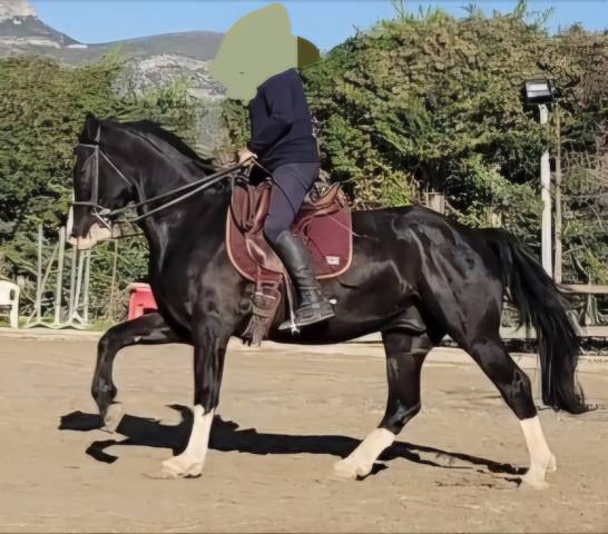 Franche montagne PP 6 ans 
