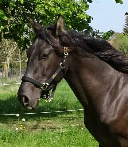 Poulain noir de 2 ans