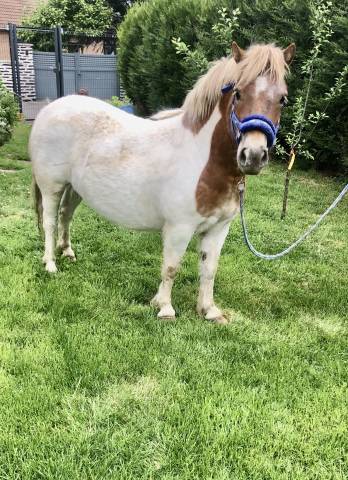 Belle ponette shetland pp français grand standard 