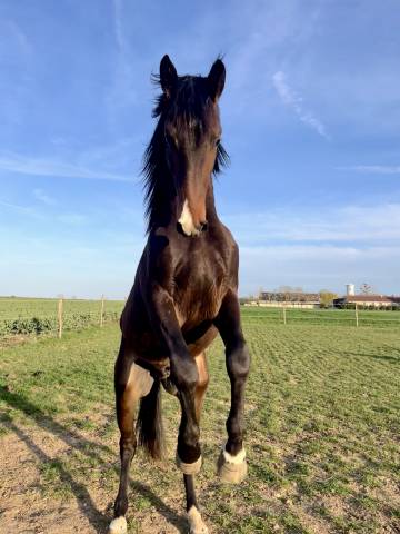 Selle français 2 ans 