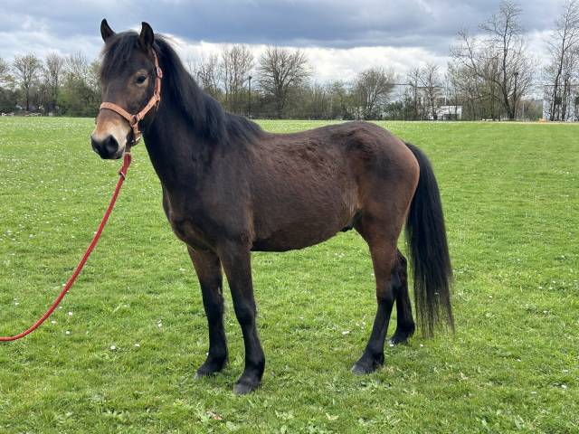Poney club ou loisir