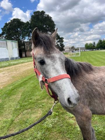 Poney club ou loisir