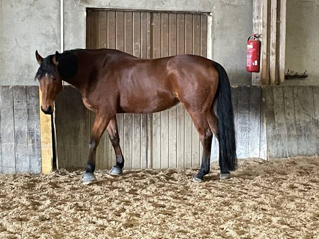 Cheval pour loisir et compagnie 
