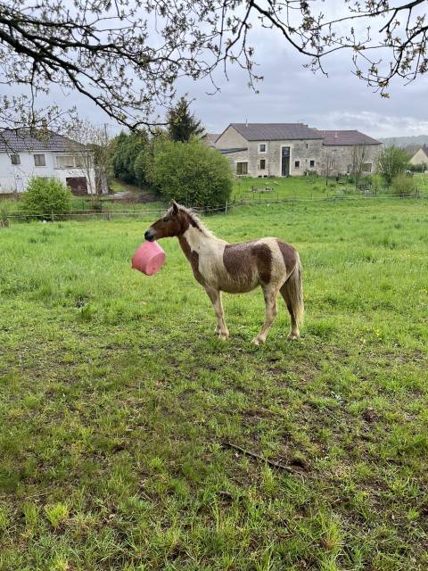 Poney shetland 