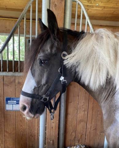 Irish cob