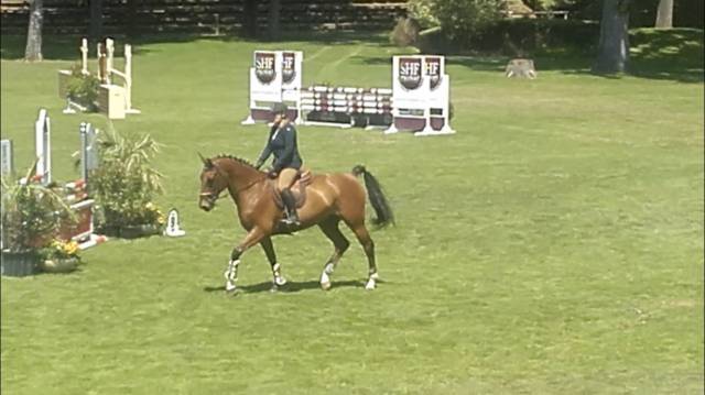 Cheval concours amateur 
