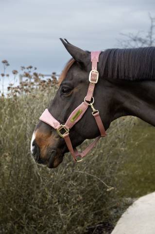 Licol velvet unicorn glitter - Kentucky - velours doux