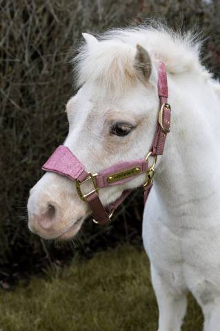 Licol velvet unicorn glitter - Kentucky - velours doux