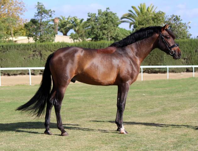 Hongre pur sang Espagnol de 7 ans - 1.73m
