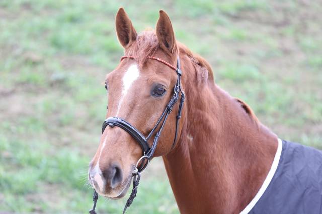 Frontal jaspe rouge - Horse Remedy - Cuir en V