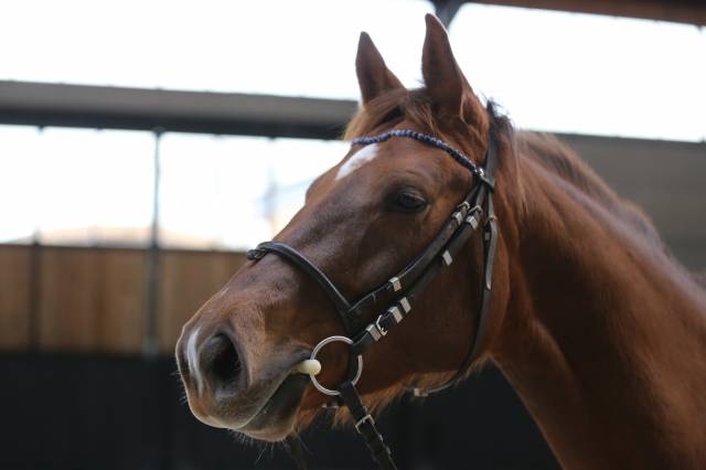 Frontal sodalite - Horse Remedy - Demi-rond
