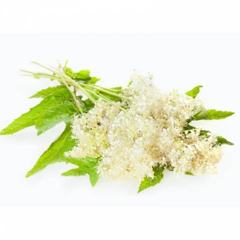 Reine-des-pr&eacute;s EFGM - Horse Remedy - Plante pour chevaux