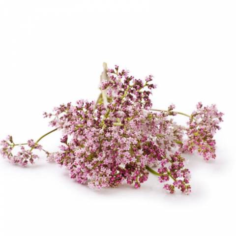 Valériane EFGM - Horse Remedy - Relaxation et bien-être