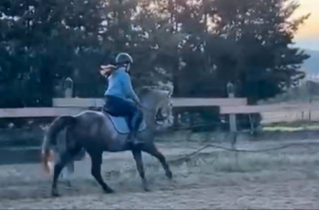 Cheval de 4ans à vendre 