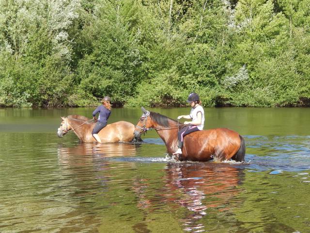 Pension chevaux