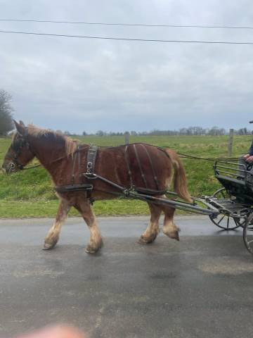 Jument de trait breton