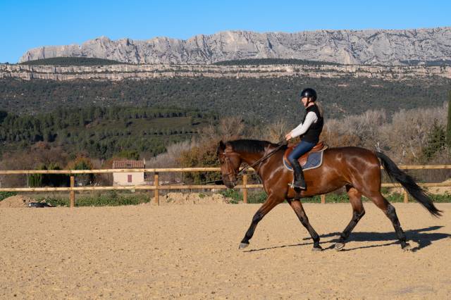 Demi pension et pension chevaux 