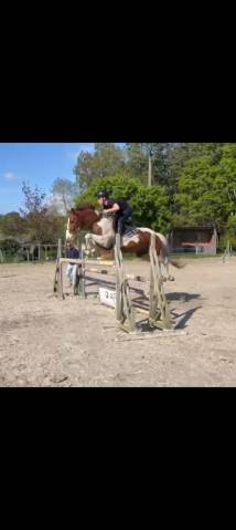 Hongre de 5ans pie