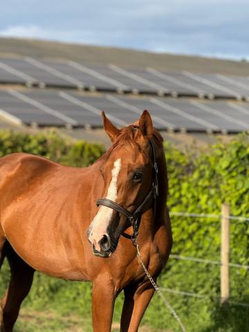 Jument 3 ans - 166 - alezane 