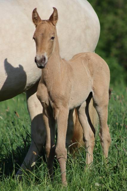 Pouliche espagnole double pearl