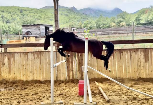 Ideal amateur jument cce/cso sf