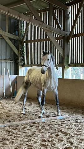 vente cheval loisir