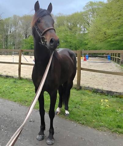 Poney PFS