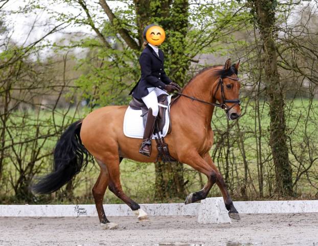 PRE 6 ans dressage/concours 