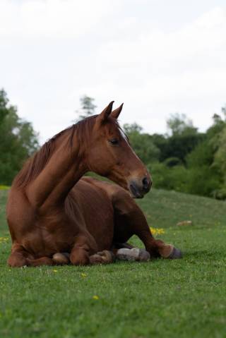 HONGRE OLDENBOURG 12ANS 