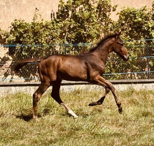Poulain de sport 