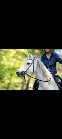 Jument pur sang arabe 9 ans