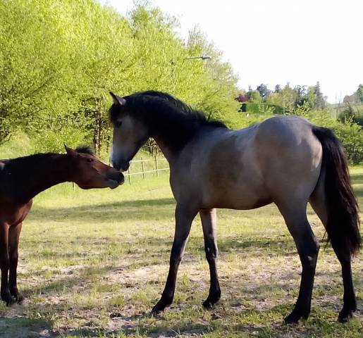 Mâle 2024 Connemara Part Bred