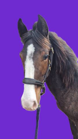 Mâle 2024 Poney Français de Selle