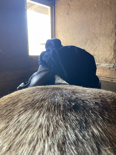 Selle première équine Sautiller 17,5 pouces