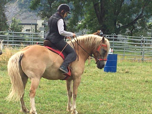 Hongre Haflinger 12 ans 150 cm