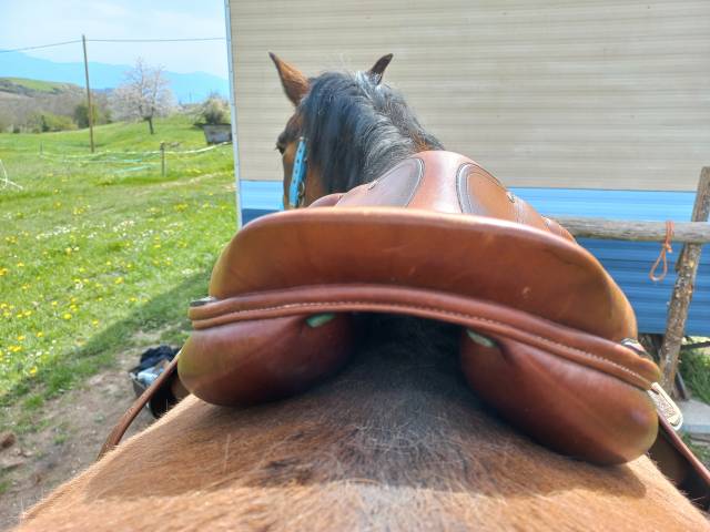 Selle CSO Amerigo Vega