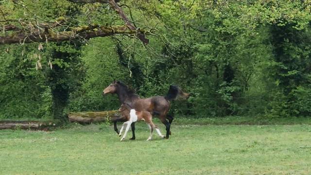 Mâle Welsh Part-Bred 
