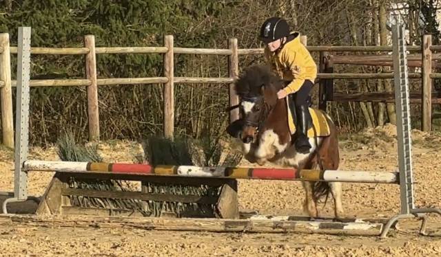 Ponette shetland Oncp