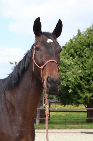 Magnifique jeune cheval polyvalent 
